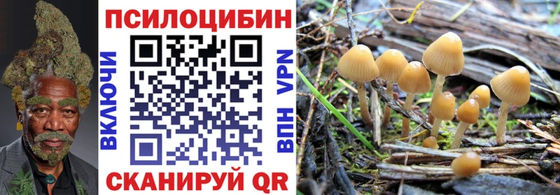 МЕГА ТОР  Шилка  Галлюциногенные грибы Psilocybe 